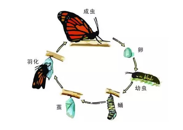 NYC紐約國際成都銀泰城早教中心毛毛蟲變身記