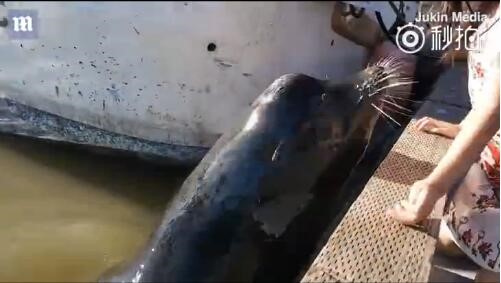 女孩被海獅叼下水,小心動物傷人