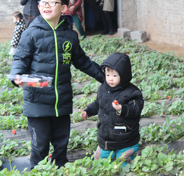 NYC紐約國際邯鄲早教中心：草莓采摘活動回顧     多肉      